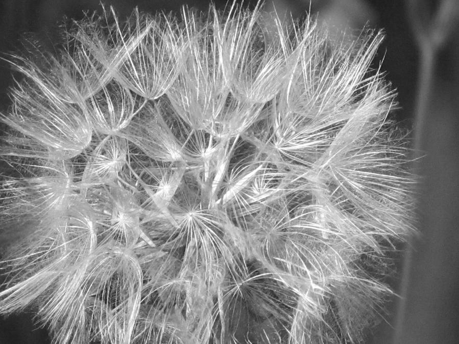 Seed Head 2 Photograph by David T Wilkinson