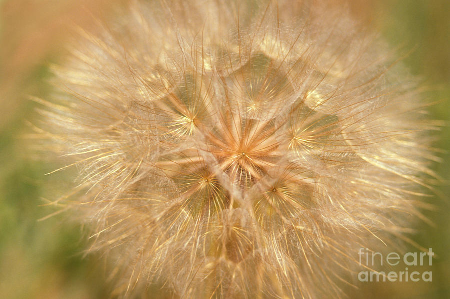 Seed Head Of A Dandelion Photograph by Ron Sanford