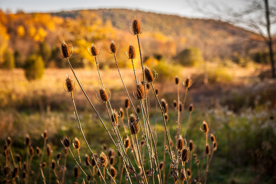 Teasel Seed Heads Fall Foliage Sussex County New Jersey Painted   Photograph by Rich Franco