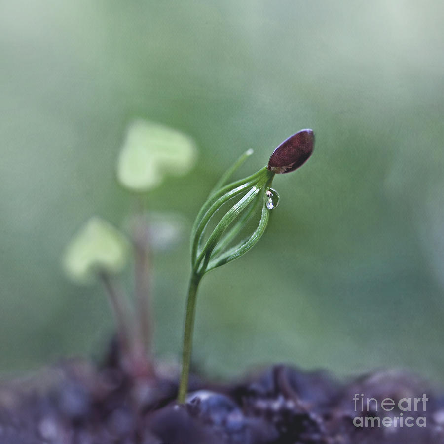 Spring Photograph - Seed of love by Maria Ismanah Schulze-Vorberg