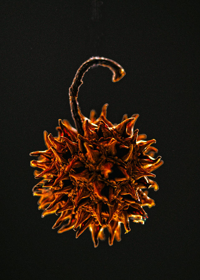 Seed of Sweet Gum Photograph by Don Wolf