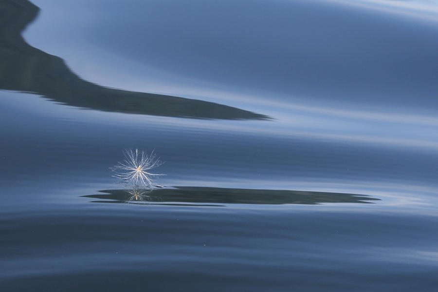 Seed On The Water Photograph by Cathie Douglas