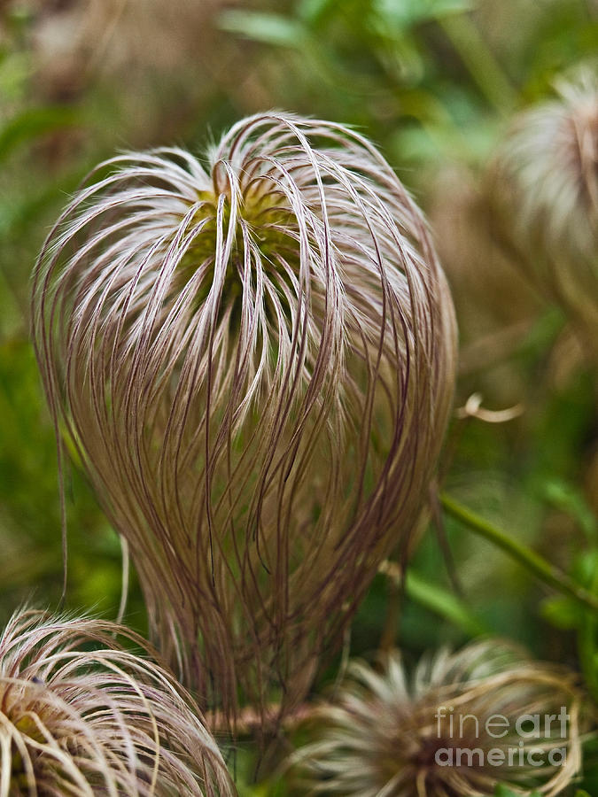 Seed pod of Clematis tangutica AK591 Photograph by Howard Stapleton