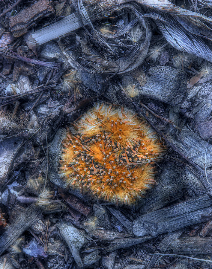 Nature Photograph - Seed Pod by Tom Mc Nemar