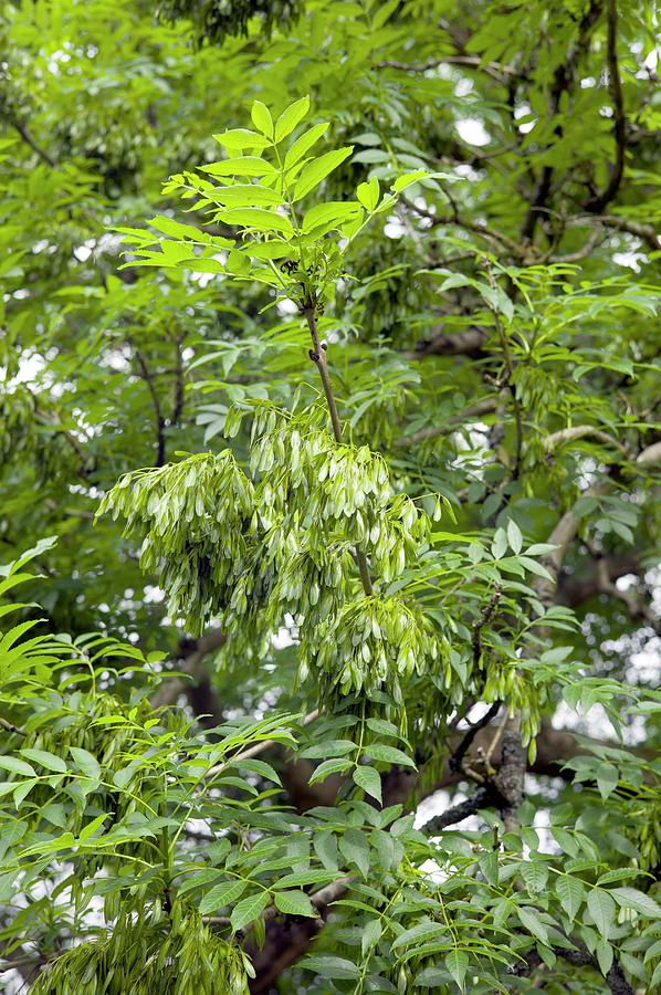 Seed Production By Fraxinus Excelsior Photograph by Dr Jeremy Burgess ...