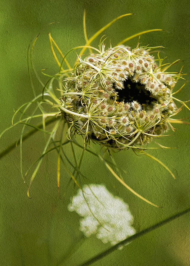 Seeded Photograph by Belinda Greb - Pixels