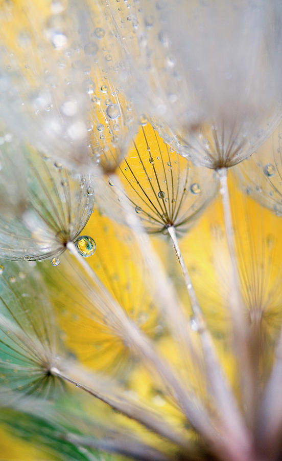Abstract Photograph - Seedhead With Raindrops by Jaynes Gallery