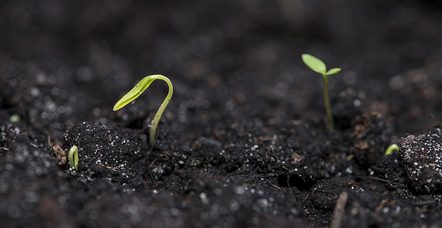 Seedling on dark background Photograph by Handmade Pictures - Fine Art ...