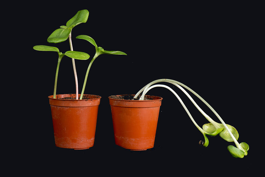 Seedlings With & Without Light Photograph by Nigel Cattlin