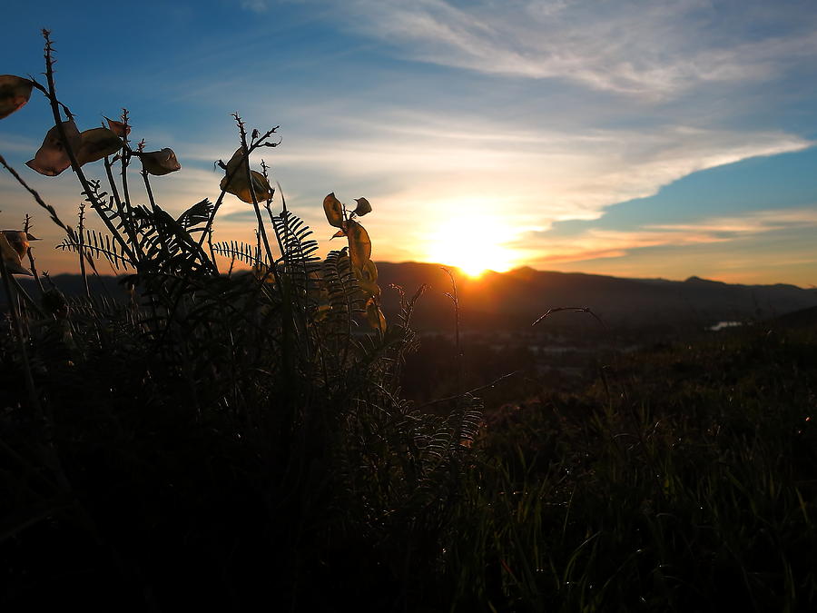 Seedpods at Sundown Photograph by Paul Foutz