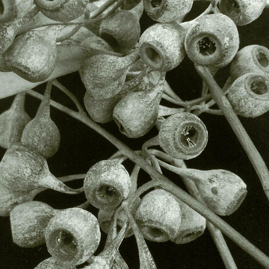 Seeds Photograph by Anne Thurston