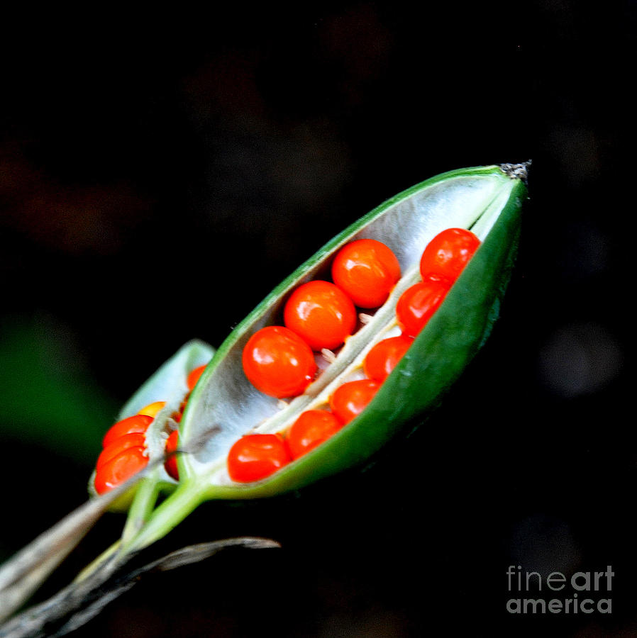 Nature Photograph - Seeds In a Seedpod  2 by Tatyana Searcy