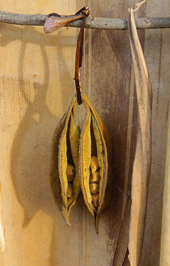 Still Life Photograph - Seeds In Warm Coat by Viktor Savchenko