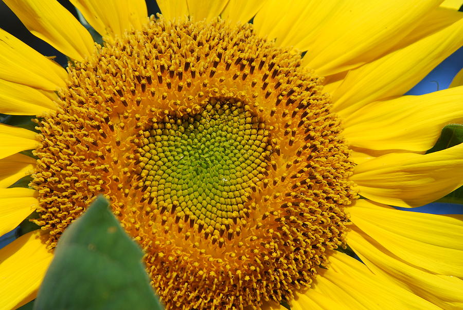 Sunflower Photograph - Seeds of love by Nanette Emerle