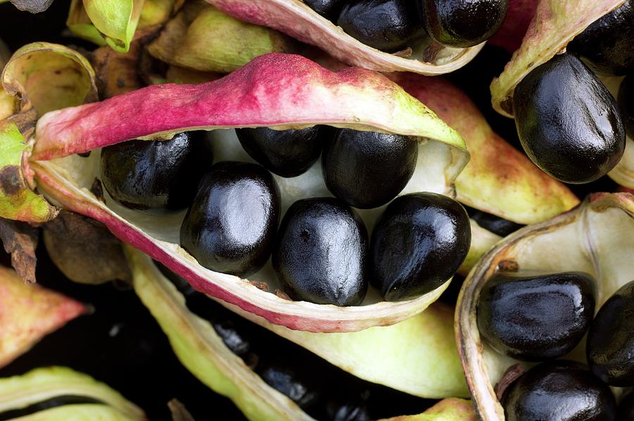 Seeds Of Paeonia Ludlowii Photograph by Dr Jeremy Burgess - Pixels