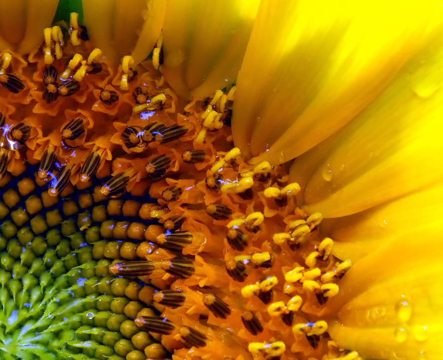 Sunflower Photograph - SEEDS of SUNSHINE by Karen Wiles