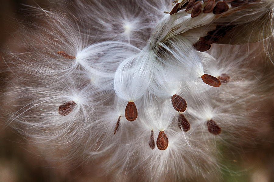 Nature Photograph - Seeds of Tomorrow by Dawn J Benko