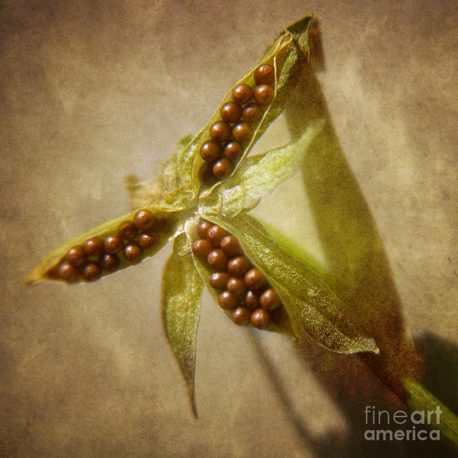 Seed Pod Photograph - Seeds  by Peggy Hughes