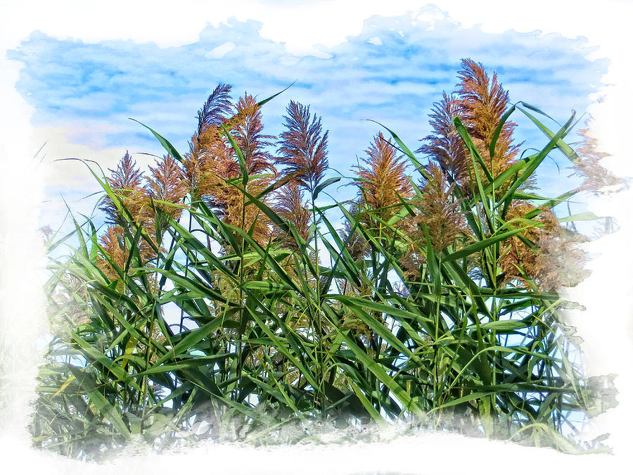 Seedy Marsh Common Reeds - Phragmites australis Photograph by Constantine Gregory