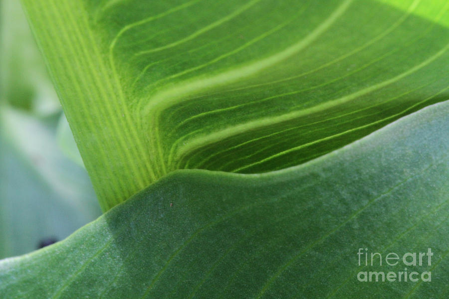 Plant Photograph - Seeing Green by Edward R Wisell