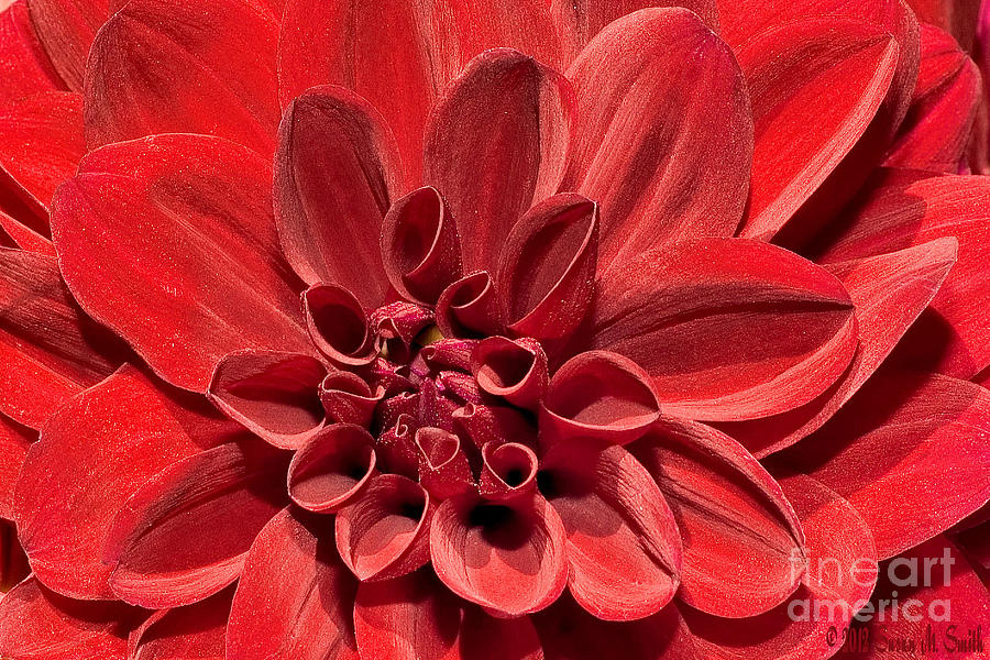 Seeing Red Photograph by Susan Smith | Fine Art America