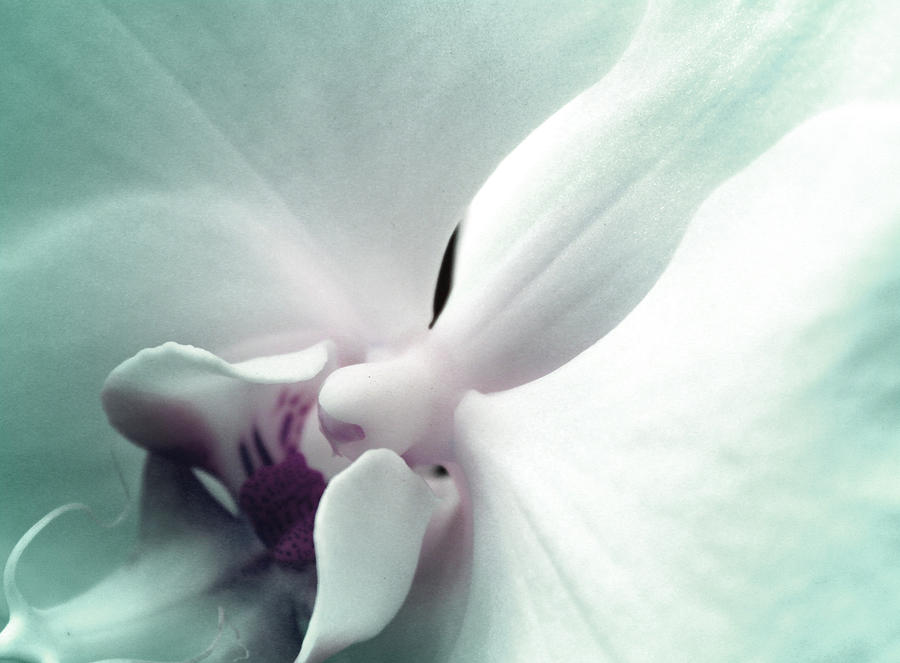 Orchid Photograph - Seek by The Art Of Marilyn Ridoutt-Greene