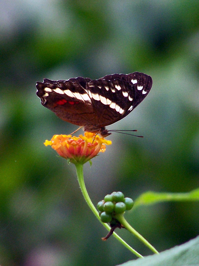Seeking Nectar Photograph by Jennifer Robin