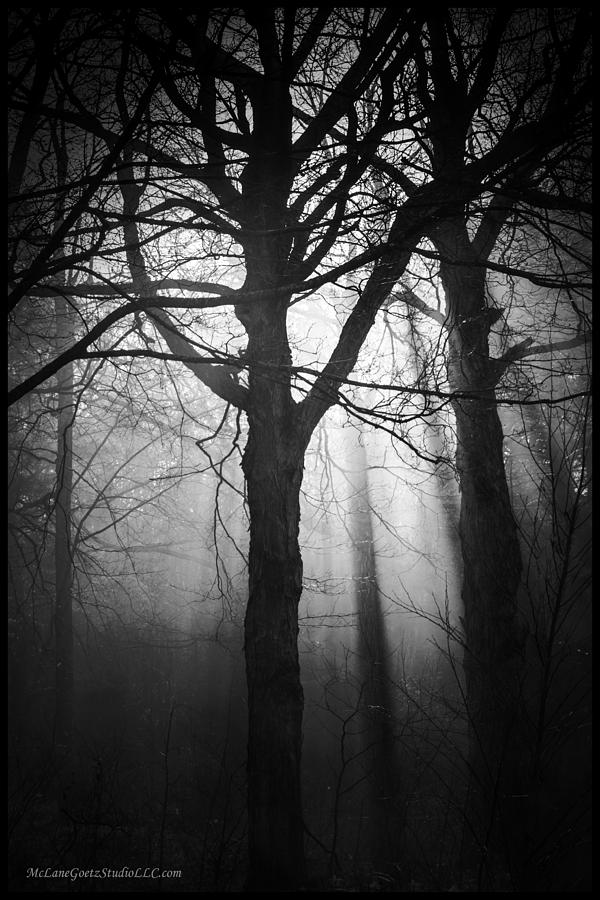Seeking the Light Photograph by LeeAnn McLaneGoetz McLaneGoetzStudioLLCcom