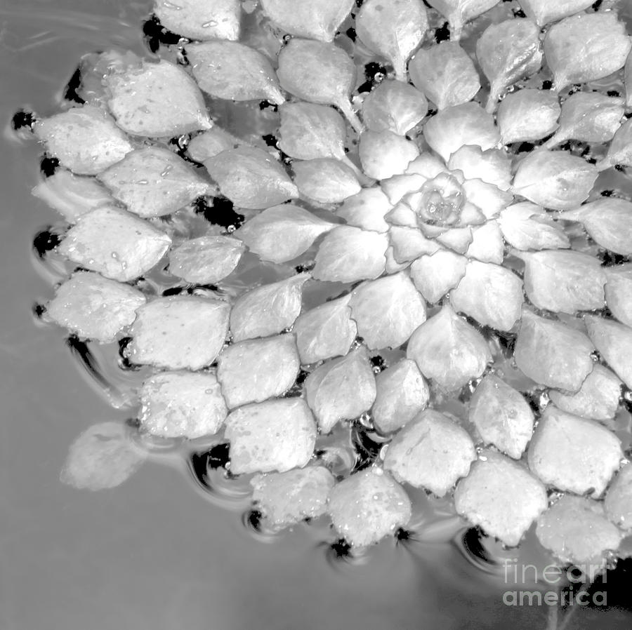 Segmented Water Lily #6 Photograph by Sabrina L Ryan