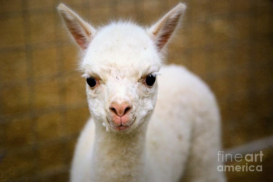 Sego Lillys Cria Photograph by Roxie Crouch