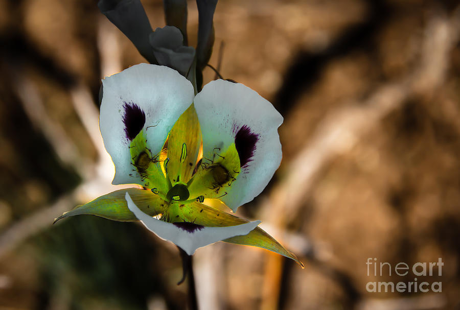 Sego Lily Photograph by Robert Bales