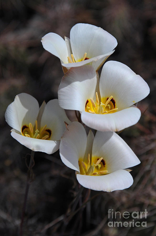 Sego Lily Photograph by Vivian Christopher