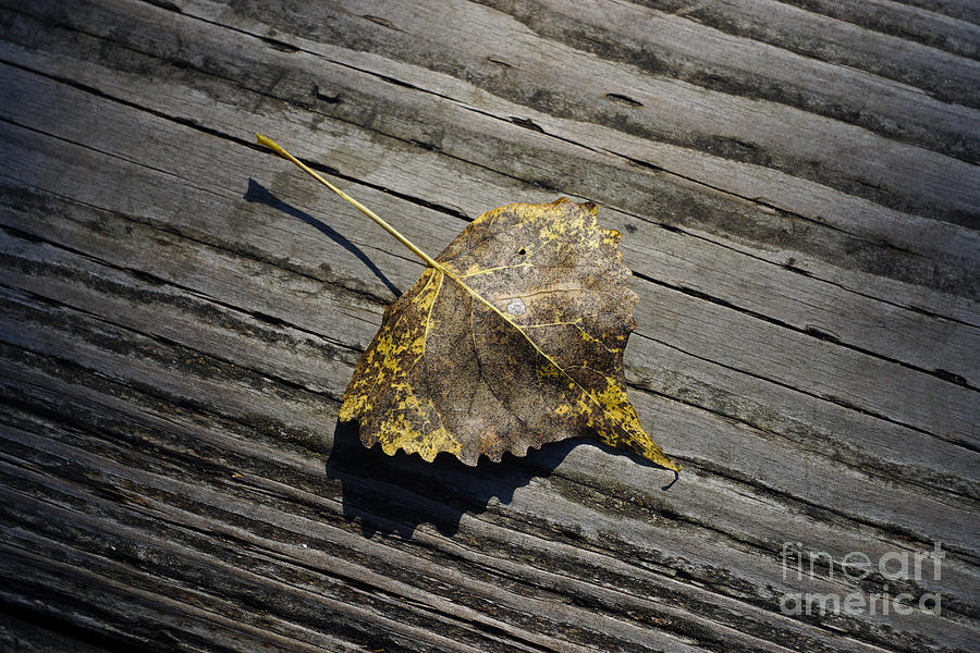 Fall Photograph - Segue by Robin Clifton
