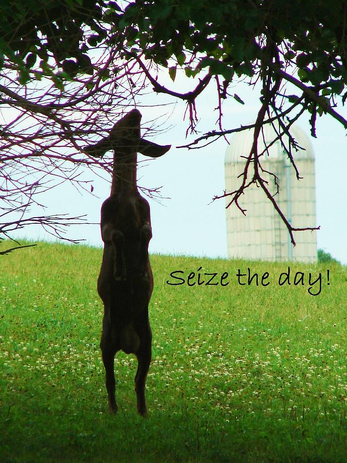 Seize The Day Photograph