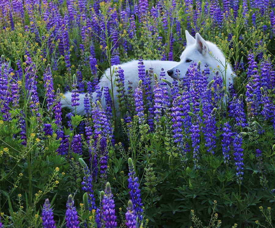 Nature Photograph - Sekani in Lupine by Sean Sarsfield