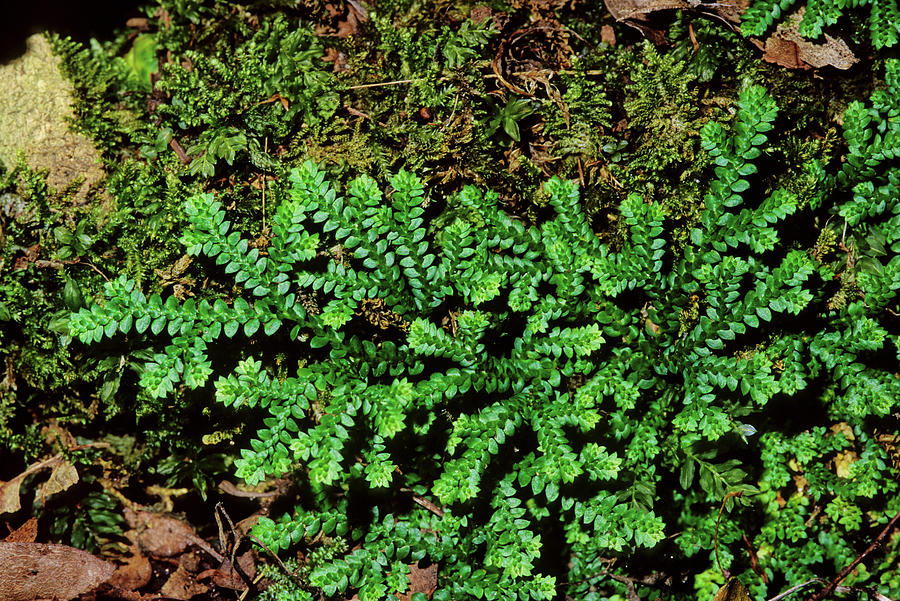 Selaginella Denticulata Photograph by Bruno Petriglia/science Photo ...