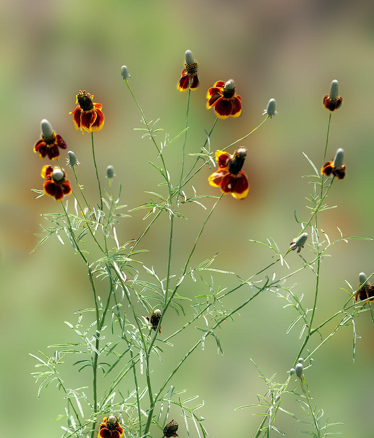 Selected Mexican Hat Wildflowers Photograph by Linda Phelps