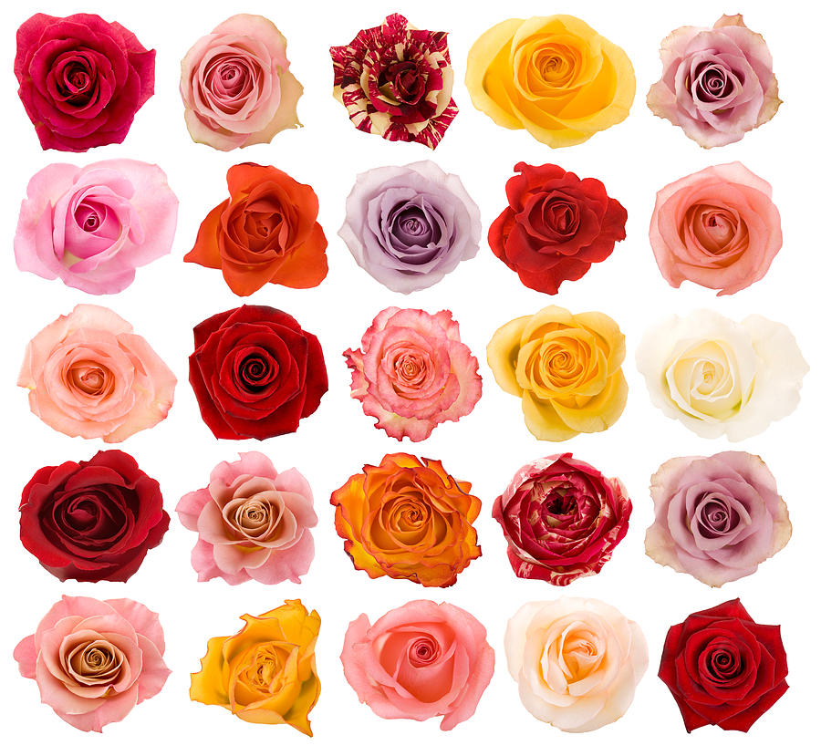 Selection of beautiful roses Photograph by Kaisphoto