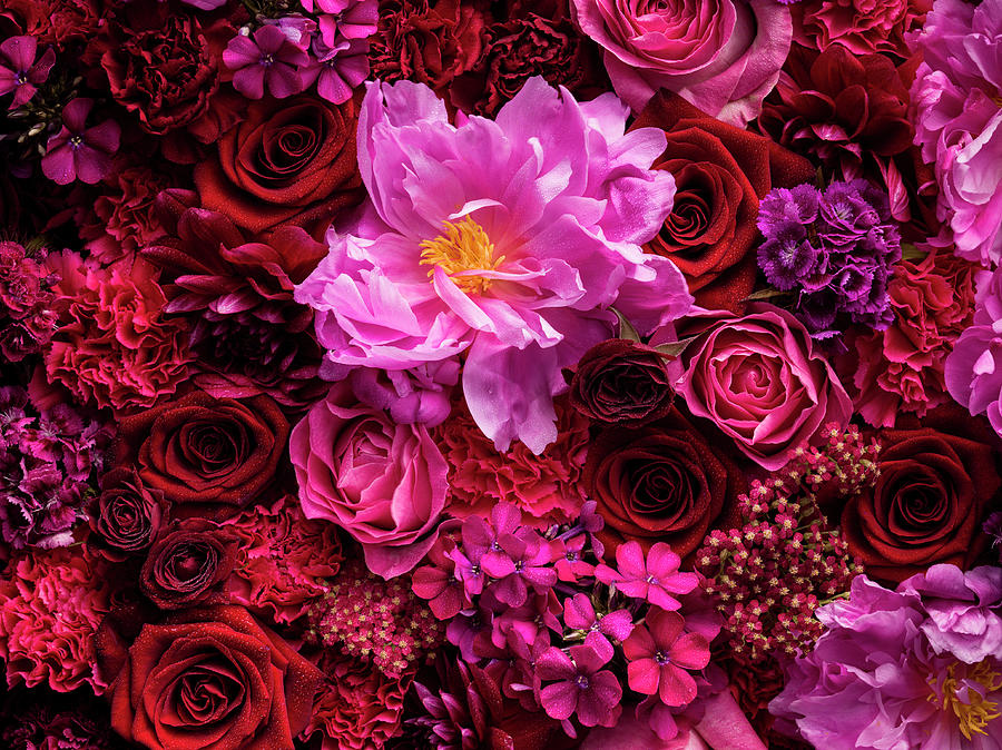 Selection Of Cut Flowers In Pink And Red Photograph by Jonathan Knowles