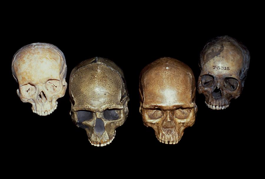 Prehistoric Photograph - Selection Of Homo Sapiens Skuls by Natural History Museum, London/science Photo Library