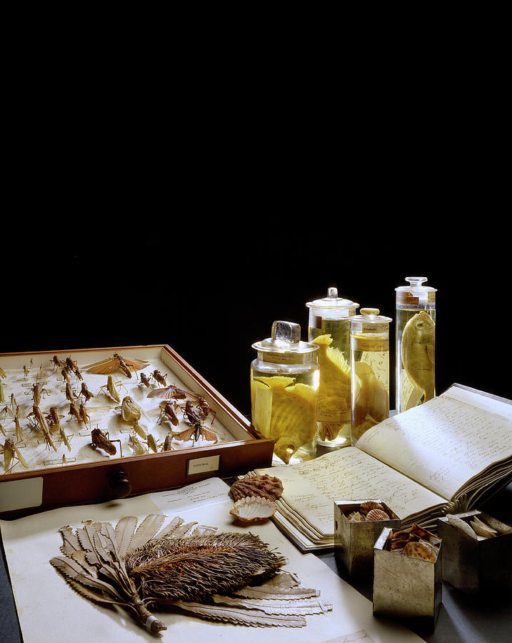 Selection Of Museum Specimens Photograph by Natural History Museum, London/science Photo Library