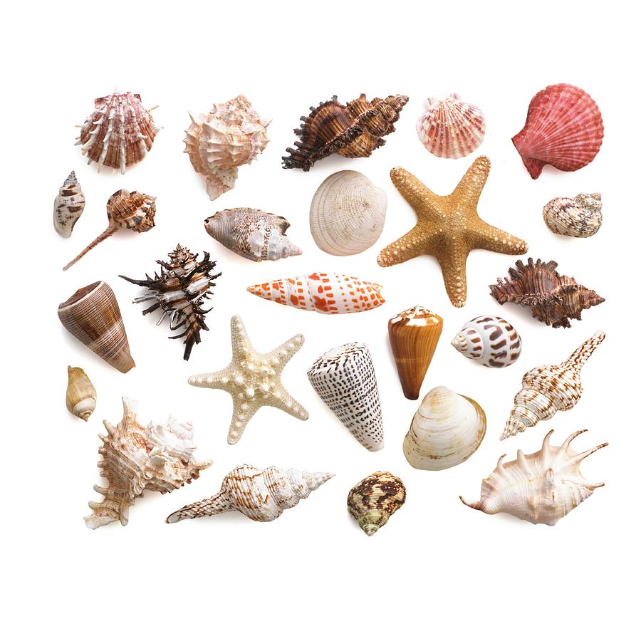 Nature Photograph - Selection Of Sea Shells And Star Fish by Science Photo Library