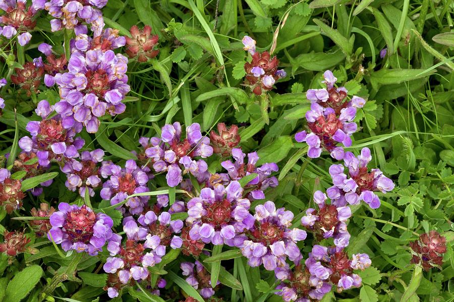 Flower Photograph - Self Heal (prunella Vulgaris) Flowers by Bob Gibbons/science Photo Library