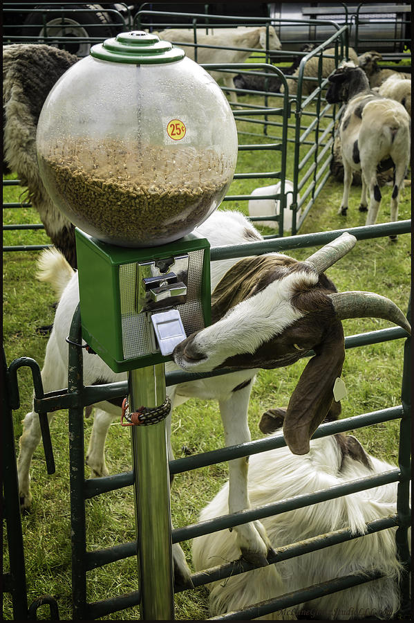Farm Animals Photograph - Self serve goat by LeeAnn McLaneGoetz McLaneGoetzStudioLLCcom