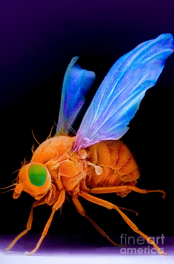 Insects Photograph - Sem Of A Fly Drosophila by David M. Phillips