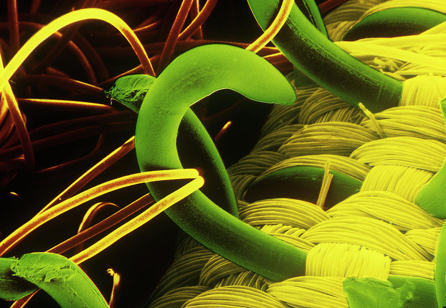 Sem Of A Hooks And Loops Fastener Photograph by Dr Jeremy Burgess/science Photo Library