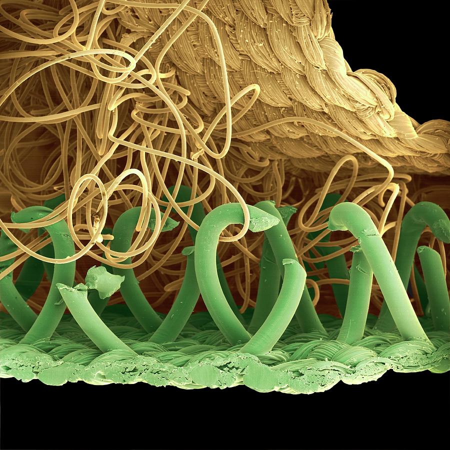 Sem Of A Hooks And Loops Fastener Photograph by Juergen Berger/science Photo Library