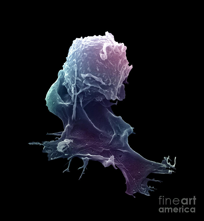 Sem Photograph - Sem Of A Macrophage by David M. Phillips