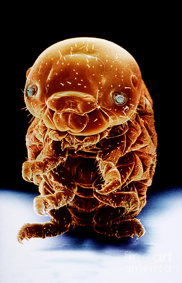 Sem Of A Sawfly Larva Hymenoptera Photograph by David M. Phillips