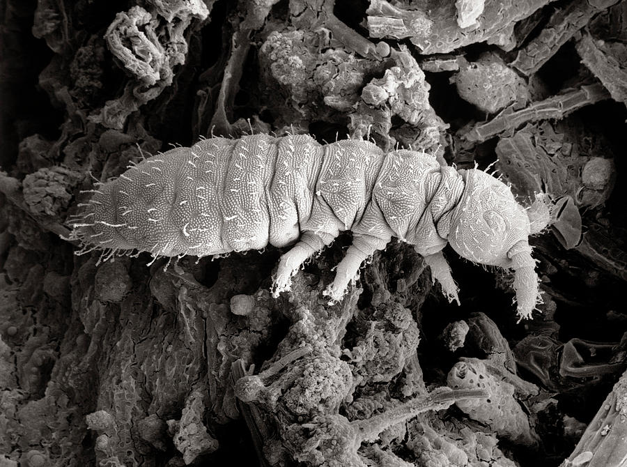 Sem Of A Springtail Photograph by Dr Jeremy Burgess/science Photo Library